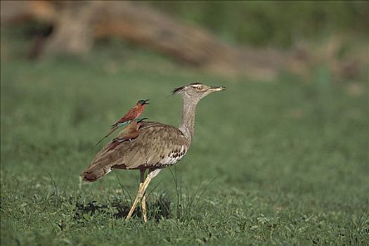 灰颈鹭鸨,搭车,深红色,食蜂鸟,乔贝国家公园,博茨瓦纳