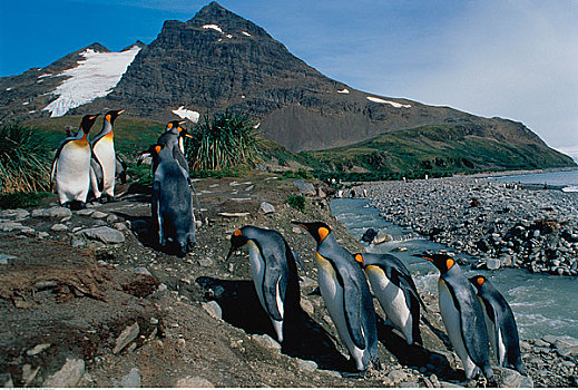 帝企鹅,靠近,索尔兹伯里平原,南乔治亚,南极