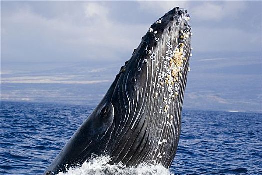 夏威夷,毛伊岛,驼背鲸,鲸跃