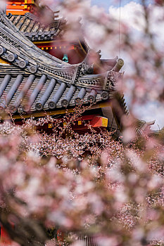 日本京都清水寺春天樱花盛开局部特写