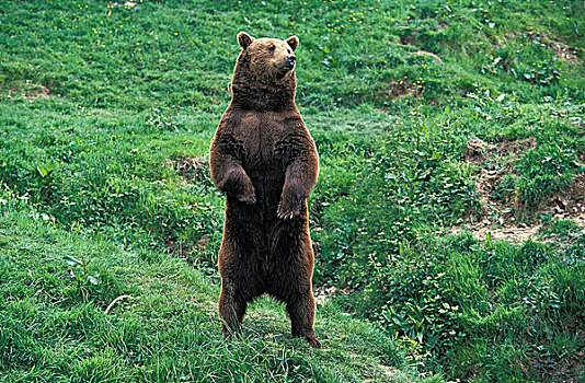 棕熊,成年,环顾,后腿站立