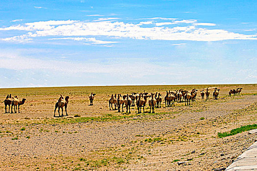 草原上的双峰骆驼
