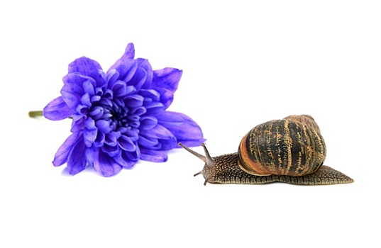 特写,蜗牛,条纹,壳,正面,蓝色,菊花,盛开