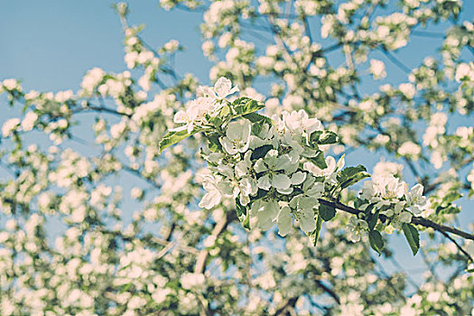 苹果树,开花,晴朗,春天,白天,浅,景深,旧式,暗色图象