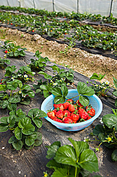 水果草莓大棚