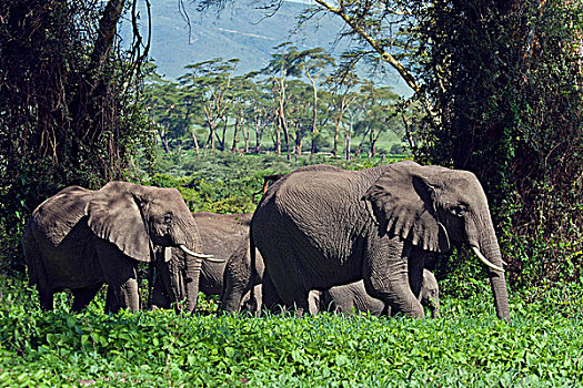 大象,群,非洲象,恩戈罗恩戈罗火山口,桑给巴尔岛,坦桑尼亚,非洲