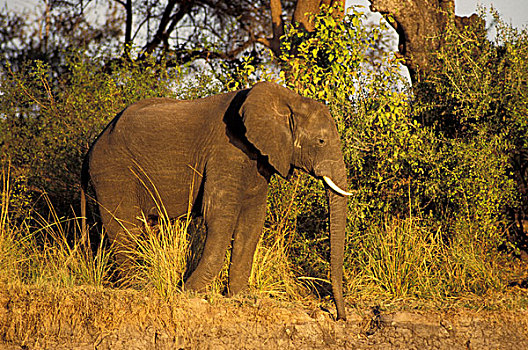 非洲,津巴布韦,维多利亚瀑布,国家公园,赞比西河,非洲象