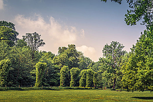 公园,多样,绿色,树