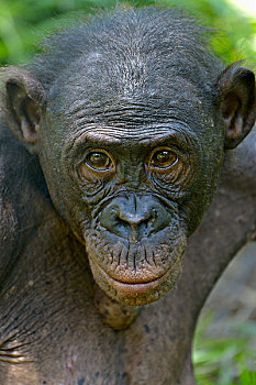 倭黑猩猩,头像,保护区,金沙萨,刚果