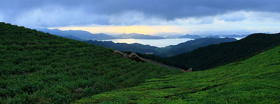 茶园,茶山,茶叶,翠绿,线条,绿茶,绿色,山