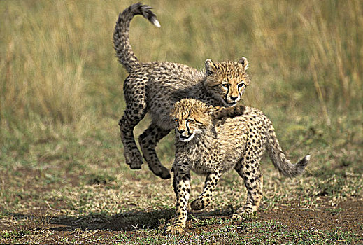 印度豹,猎豹,幼兽,玩,马赛马拉,公园,肯尼亚