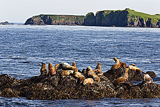 北海狮,科迪亚克岛,阿拉斯加,美国