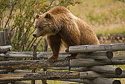 母熊,大灰熊,栅栏,河,不列颠哥伦比亚省,加拿大