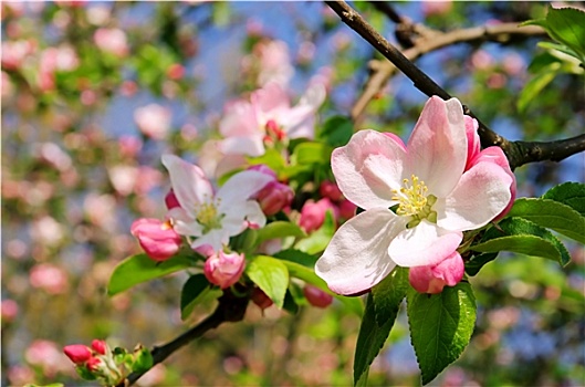 苹果花