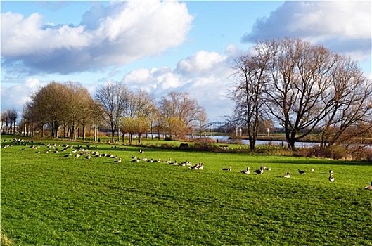 鹅,放牧,河漫滩,莱茵河,阿纳姆,乡村,荷兰