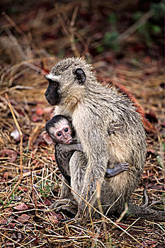 黑长尾猴,猴子,成年,女性,年轻,吸吮,克鲁格国家公园,南非,非洲