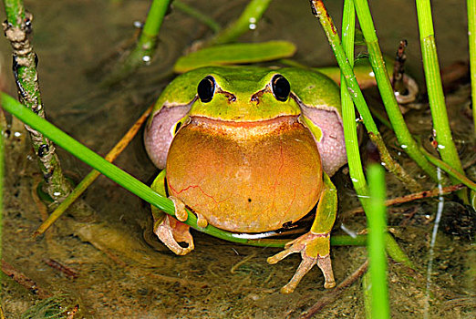 欧洲树蛙,无斑雨蛙,瑞士
