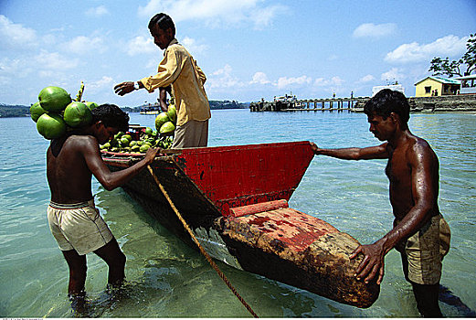 男人,装载,椰子,港口,岛屿,安达曼群岛,印度