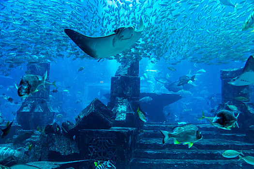 大,水族箱,亚特兰蒂斯酒店,迪拜,阿联酋