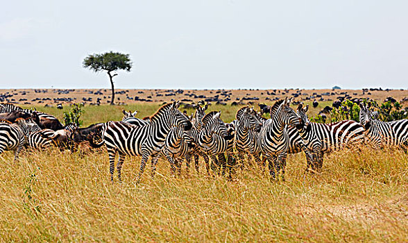 平原斑马,牧群,高草,马赛马拉,肯尼亚,非洲