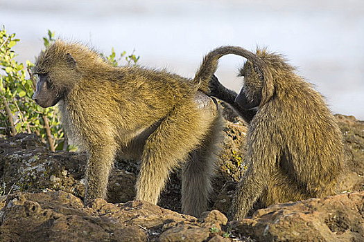 东非狒狒,狒狒,修饰,落日,悬崖,纳库鲁湖国家公园,肯尼亚,东非