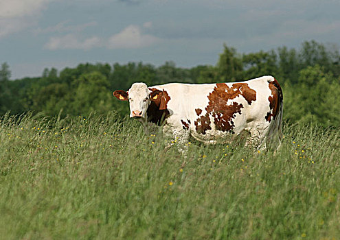 母牛,草场,满,长度