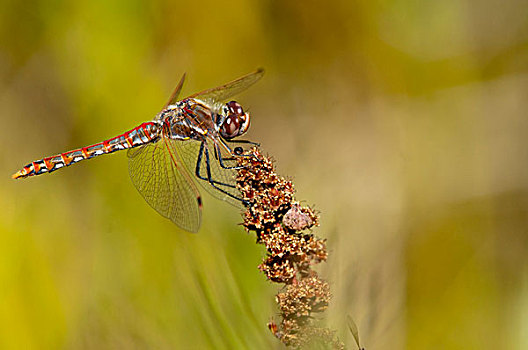 雄性,多彩,赤蜻属,湿地
