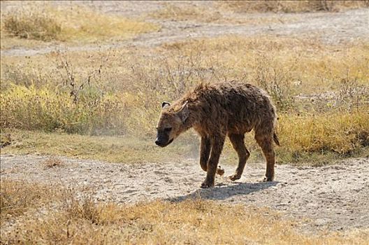 斑点,斑鬣狗,恩格罗恩格罗,保护区,坦桑尼亚,非洲