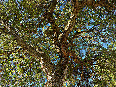 栓皮栎,科西嘉岛,法国