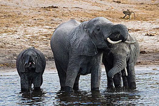 非洲,灌木,大象,非洲象,喝,乔贝,河,乔贝国家公园,博茨瓦纳