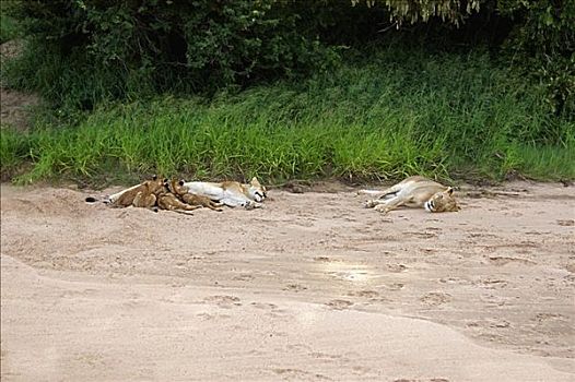雌狮,狮子,睡觉,幼兽,树林,禁猎区,克鲁格国家公园,林波波河,南非