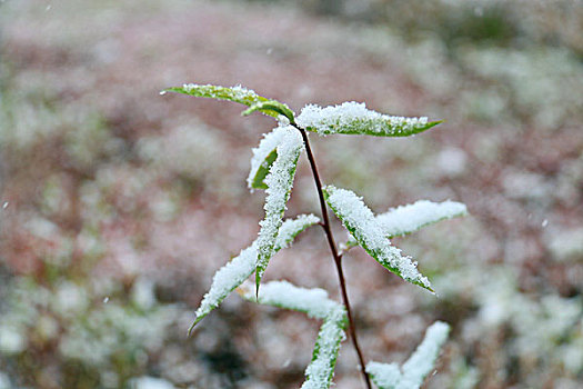 初雪