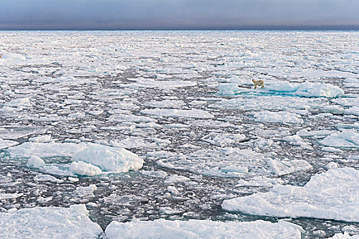 北极熊,浮冰,斯匹次卑尔根岛,斯瓦尔巴群岛,斯瓦尔巴特群岛,挪威,欧洲