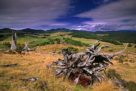 枯木,草场,国家公园,新西兰