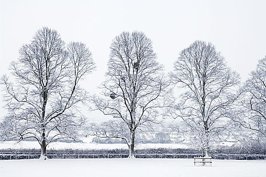 英格兰,萨默塞特,树,乡村,雪