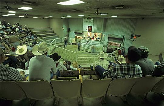阿莫里罗,牲畜,拍卖,德克萨斯,美国
