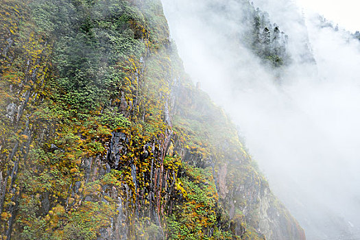 亚丁,海螺沟,甘孜,稻城,高山,雾,森林