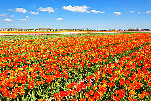 风景,上方,活力,郁金香,地点,春天,荷兰南部,荷兰