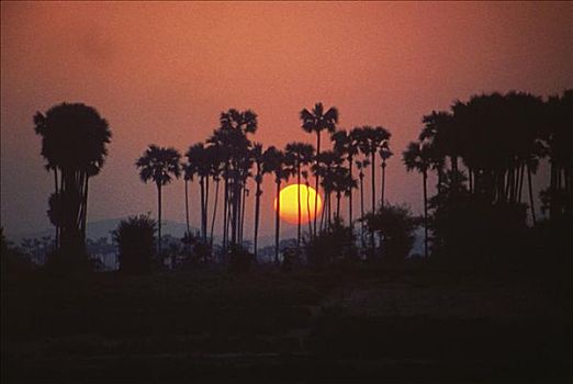 日出,后面,棕榈树,伊洛瓦底江,缅甸