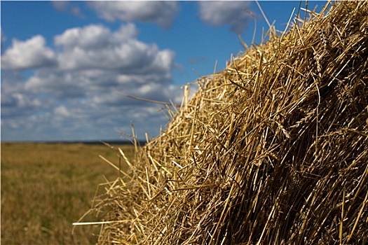 农业,稻草,汇集,捆,地点,丰收,天空