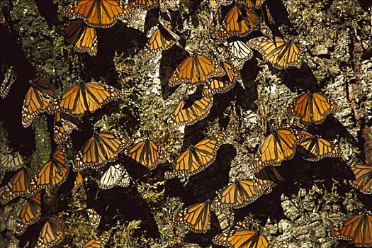 帝王蝴蝶,蝴蝶,群,苔藓密布,树,冬天,地面,黑脉金斑蝶,生物保护区,米却阿肯州,墨西哥