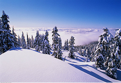 针叶树,雪中,海岸山脉,不列颠哥伦比亚省,加拿大