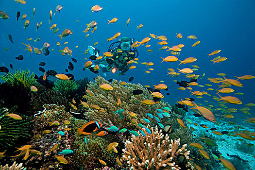 潜水,海金鱼,金拟花鲈,彭佬岛,保和省,米沙鄢,菲律宾,亚洲