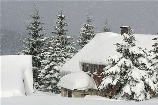 家园,雪中,小雪,萨克森,德国