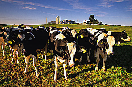 乳业,母牛,爱德华王子岛,加拿大