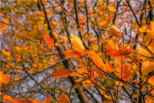 秋叶,彩色,树林