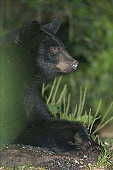 黑熊,美洲黑熊,幼小,休息,河岸,明尼苏达