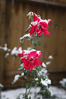 玫瑰,积雪,休斯顿,德克萨斯,美国