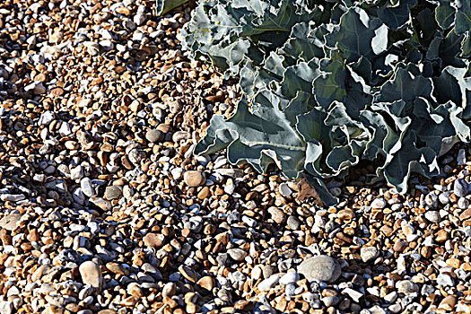 砾石,植物,肯特郡,英格兰东南,英国