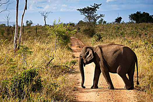 斯里兰卡,大象,国家公园